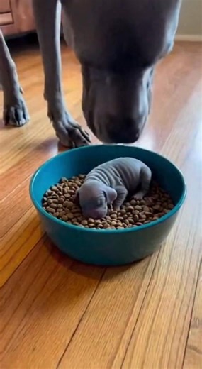 Dog's Gentle Care for Newborn Puppy Watch as a dog tenderly moves a puppy from its food bowl to a cozy bed. #fblifestyle #AI Generated using Kling AI . . . (For entertainment purposes only. Consult professionals if guidance on activities is presented. No brand affiliation is implied if any are shown. If inspired by true events, creative adaptations may be included. Content may include public footage.) | Fabiosa Fitness