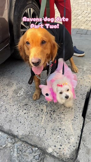 Raven the Maltese and Golden Retriever Sleepover Fun