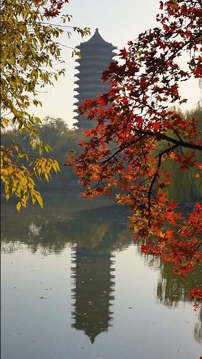 The Fading Gold of PKU | PKU Campus