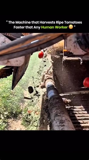 Explain everything 🧠 on Instagram: "The tomato harvesting machine works faster than human labor. It uses advanced sensors to identify ripeness and mechanical arms to pick carefully without crushing the fruit. Farmers reduce costs because fewer workers are needed in the fields. A single machine covers large areas that would take hundreds of workers many hours. You get faster harvesting, lower labor costs, and higher efficiency with this technology. via : @californiaagchat • • • #knowledge #didyo