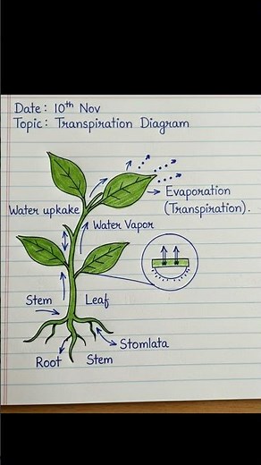 Transpiration in Plants 🌿 | Water Cycle Short | Science Fact#learningpoem #kids #shorts #science