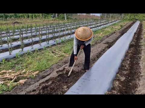 HOW SMART FARMERS COVER BEDS BY HAND FOR MAXIMUM CROP GROWTH!-agriculture farming