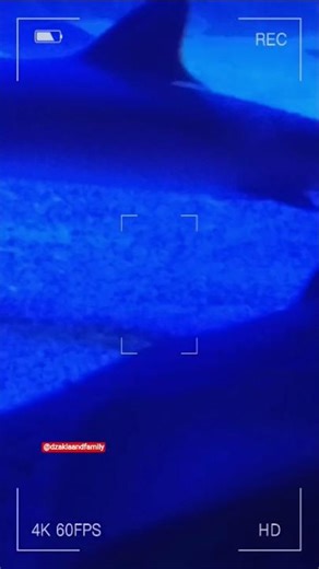 ADA BERAPA IKAN PARI? 🥰#shorts #share #fish #ikan #dance