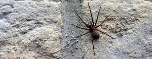 Spider Pest Control: Rapid Removal of Spiders | JG Pest Control