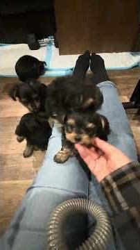 3 Male Morkie puppies ready on December 12th!!