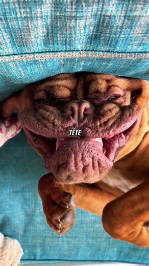 Vivre avec un Dogue de Bordeaux : ce qu'il faut savoir