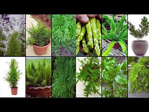 ASPARAGUS FERN PLANT VARIETIES - Plants Weekly