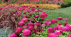 Phipps Sustainable Garden Awards | Phipps Conservatory and Botanical Gardens | Pittsburgh PA