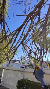 🌳⚡️ The X6 60V Max 10” Cordless Pole Saw sliced through it like butter—in under 5 minutes! Fast, clean, and effortless. This thing is built for serious cutting with zero cords and zero stress. High branches? Thick limbs? No problem. This saw gets it done. 💪 #SenixX6 #CordlessPower #PoleSaw #60VMax #TreeTrimming #chainsaw #BackyardTools #SenixTools | SENIX Global