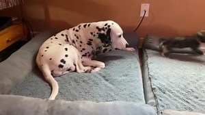 Cleo’s funny little bounce attack 😁 | Rumble Dogs