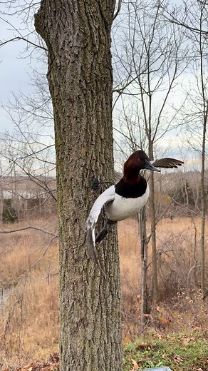 The king!!! Absolutely love this pose for a canvasback 👌 - — - - #upland #uplandgamebirds #waterfowltaxidermy #waterfowlhunting #duckhunting #waterfowl #taxidermy #ducktaxidermy #ducksunlimited #waterfowlphotography #waterfowlhunter #deltawaterfowl #birdsofinstagram #ducksunlimted #duckhuntingseason #puddleducks #hunting #diverducks #trending #targeted #waterfowltaxidermist #viral #fyp #ducksofinstagram #wildlife - | Fowl & Feathers Bird Taxidermy