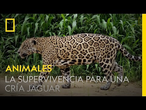 Esta madre jaguar enseña a su cría todo lo necesario para sobrevivir | NATIONAL GEOGRAPHIC ESPAÑA