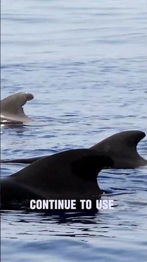 Dolphin Sleep Facts 🐬 The Half-Brain Sleep Mystery!