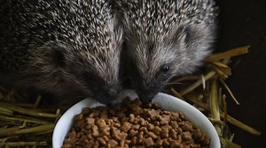 Les hérissons : une espèce en voie de disparition d'ici 2050 ?