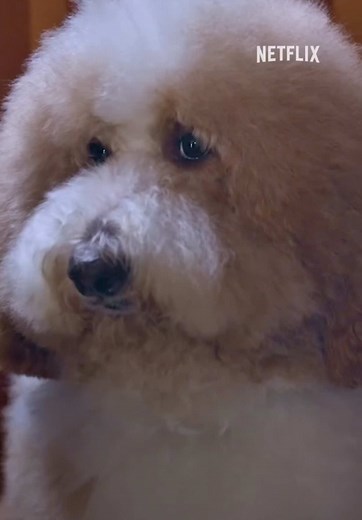 Giant Poodles Lisbon and Oslo Spotlighted on Netflix