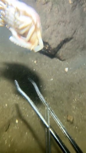 1.3K views | Diving and catching sand crabs and flashing shrimps, they ran so fast #油油油油油油油油油油油油油油油油油油油油油油油油油油油油油 | Christy Redmon | Facebook