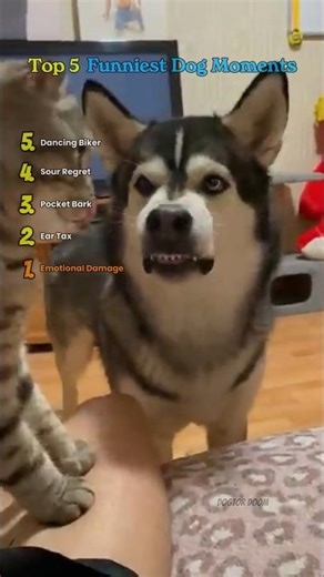 Top 5 Funniest Dog Moments | Try Not To Laugh Challenge 😂 Funny Dog Compilation