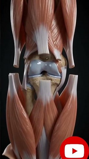 The Hidden Muscles of the Human Leg Explained in 10 Seconds! 🦵 | Human Anatomy #shorts