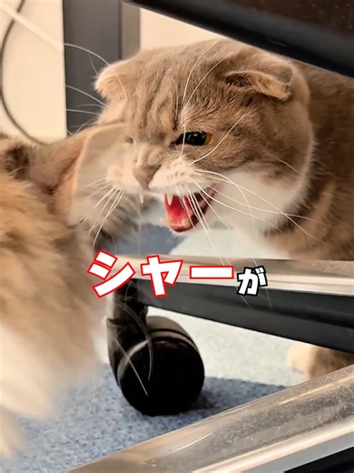 りっちゃんたちに新しい家族が増えたんですが･･･新入りレオン君はみんなと無事に打ち解けられるのか！？😭😭😭 #猫