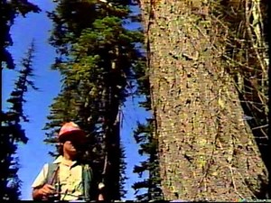 Careers In The Forest Service