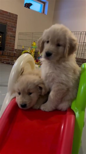 Golden retriever puppy #goldenretriever #dogsoftiktok #petsoftiktok #petlover #dog