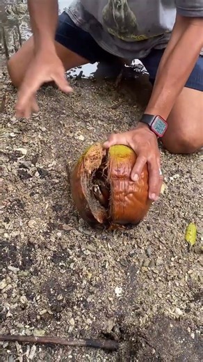 What Was Hiding Inside This Rotten Coconut? 😱