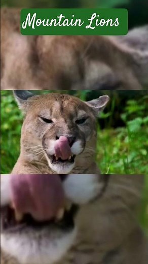 Mountain lion #comparison #puma