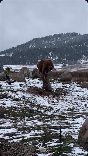 1.9K reactions · 94 shares | Max’s Spring Break 2025 . . #mge #montanagrizzlyencounter #grizzlymax #amaxmoment #mgebears #mgerescuebears | Montana Grizzly Encounter | Facebook