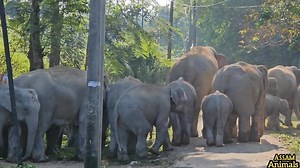 458K views · 6.9K reactions | Wild Giant Elephant Pushes Baby Elephant—Shocking Moment Caught on Camera || #wildelephant #ElephantAttack #elephant #viral | Assam Animals | Facebook