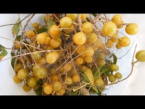 How To Grow Ritha plant From Seed. It's Soap berry / soap nut Tree From Seed. रीठा को बीज से उगाएं