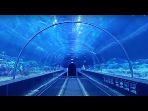 SeaWorld Shark Encounter Walk Tour 2021 Orlando Florida