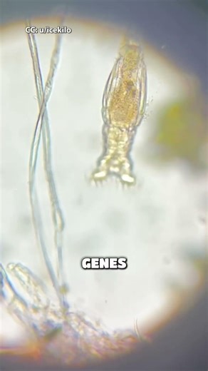 Bdelloid Rotifers are a bit of an "evolutionary scandal"