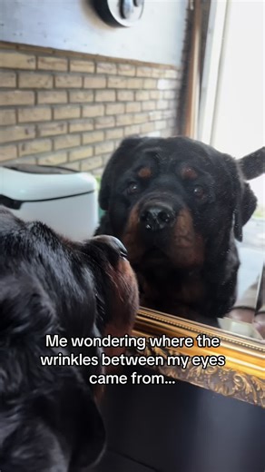 Me when men: #dogs #pets #funny #viral | dogs