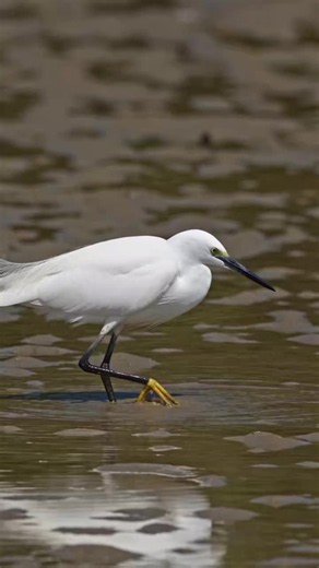 Egret's Lightning Strike: Watch a White Egret Catch a Fish!