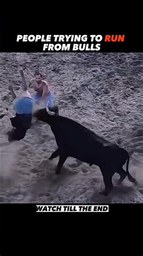 Running from Bulls vs Facing the Bull #trending #animals #wildlife #people #bull #fail