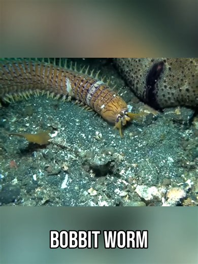 or a pot of gold... watch the full ep: youtube.com/zefrank | zefrank