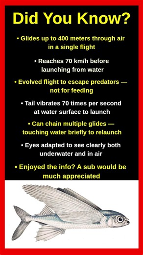 Shocking Facts About Flying Fish That Will Blow Your Mind 🐟😱
