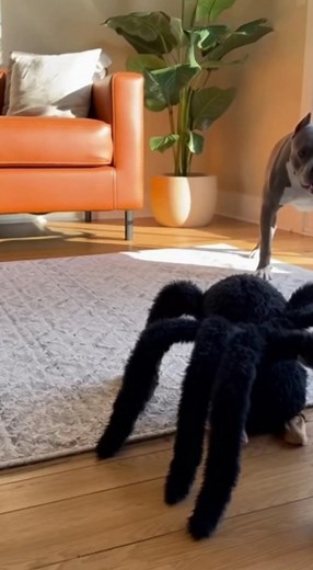 13K views · 319 reactions | Pranking My Big Dog with a Giant Spider Costume! ️ #DogPrank #FunnyDogs #HalloweenDog #SpiderCostume #AmericanBully #Chihuahua #PetCostume #DogJumpscare | Dog Viral Zone | Facebook