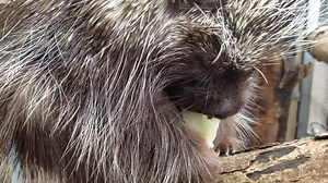 5.1K views · 281 reactions | Today is #WorldPorcupineDay! Let's enjoy an afternoon snack with these North American porcupines. 塞 In summer, porcupines eat leaves, nuts, and berries. During other seasons, they favor the bark, buds, and needles of trees. | Minnesota Zoo | Facebook