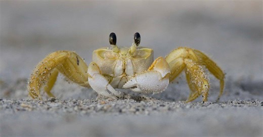 These Crabs Power-Wash Their Eyestalks — and We Can't Stop Watching!