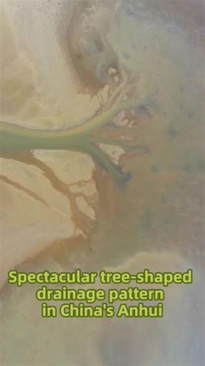 15K views · 135 reactions | Witness the breathtaking tree-shaped drainage pattern formed at Shengjin Lake National Nature Reserve in Anhui, China. From above, the branching river channels resemble a giant tree. #AerialView #ExploreChina | China Xinhua News | Facebook