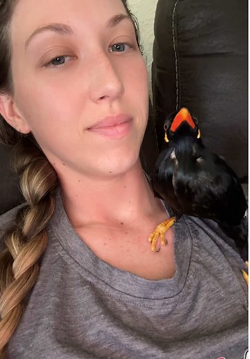 Talking Birds: The Charm of Mynah and Their Sounds