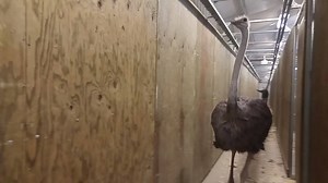 33K views · 1.2K reactions | The ostriches are housed in a winter...
