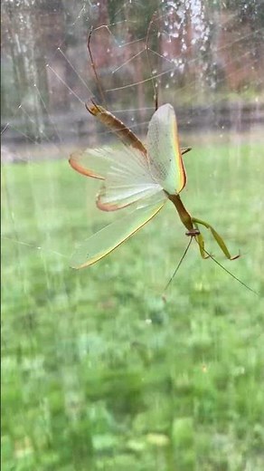 What’s this insect?