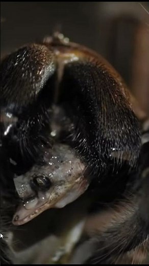 🕷️ Goliath Birdeater: The World's Largest Spider