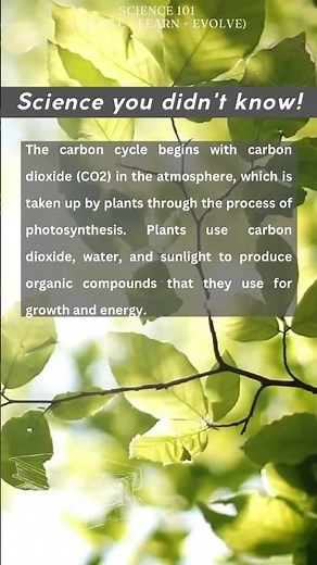 Carbon Cycle simplified