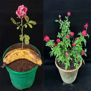 Easy way to grow rose from cutting, How to grow rose plant from cutting and Care with update | Rana Craft