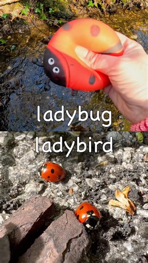 Bug Insect Names | Kids Learn at the Brook: Ladybug Soldier Beetle Caterpillar Any Grasshopper
