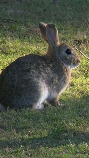 This equation will change how you see the world (the logistic map) | Veritasium