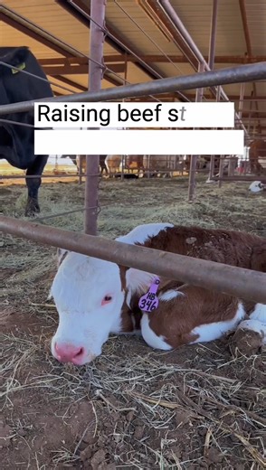 8.4K views · 43 reactions | Ever been to a cattle ranch? It’s amazing to see where the journey begins for the beef on your plate!  #BeefLovingTexans #Beef #Ranching #Texas #RanchLife #PastureToPlate | Beef Loving Texans | Facebook